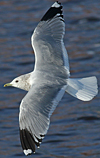 adult Common Gull (63404 bytes)