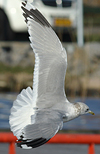 adult Common Gull (63404 bytes)
