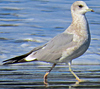 2cy Common Gull (77401 bytes)