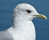 2cy Common Gull (77401 bytes)