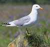 2cy Common Gull (77401 bytes)