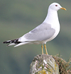 2cy Common Gull (77401 bytes)