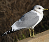 2cy Common Gull (77401 bytes)