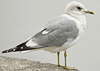 2cy Common Gull (77401 bytes)