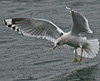 2cy Common Gull (77401 bytes)