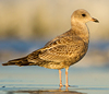 2cy Common Gull (77401 bytes)