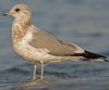 2cy Common Gull (77401 bytes)
