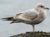 2cy Common Gull (77401 bytes)