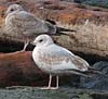 2cy Common Gull (77401 bytes)