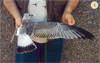 juvenile Common Gull (83532 bytes)