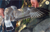 juvenile Common Gull (83532 bytes)