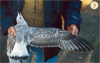 juvenile Common Gull (83532 bytes)