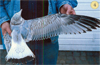 juvenile Common Gull (83532 bytes)
