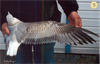 juvenile Common Gull (83532 bytes)