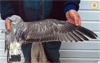 juvenile Common Gull (83532 bytes)