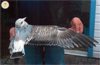 juvenile Common Gull (83532 bytes)