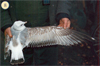 juvenile Common Gull (83532 bytes)