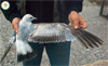 juvenile Common Gull (83532 bytes)