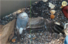 juvenile Common Gull (83532 bytes)