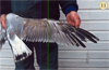 juvenile Common Gull (83532 bytes)