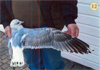 juvenile Common Gull (83532 bytes)