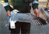 juvenile Common Gull (83532 bytes)