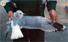 juvenile Common Gull (83532 bytes)