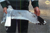 juvenile Common Gull (83532 bytes)