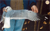 juvenile Common Gull (83532 bytes)