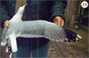 juvenile Common Gull (83532 bytes)