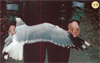 juvenile Common Gull (83532 bytes)