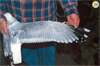 juvenile Common Gull (83532 bytes)