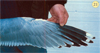 juvenile Common Gull (83532 bytes)