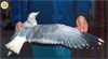 juvenile Common Gull (83532 bytes)