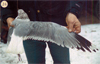 juvenile Common Gull (83532 bytes)
