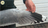 juvenile Common Gull (83532 bytes)