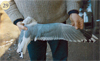 juvenile Common Gull (83532 bytes)