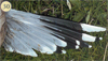 juvenile Common Gull (83532 bytes)