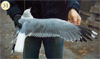 juvenile Common Gull (83532 bytes)