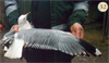 juvenile Common Gull (83532 bytes)