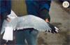 juvenile Common Gull (83532 bytes)