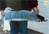 juvenile Common Gull (83532 bytes)