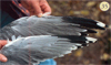 juvenile Common Gull (83532 bytes)
