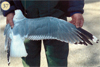 juvenile Common Gull (83532 bytes)