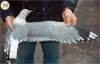 juvenile Common Gull (83532 bytes)