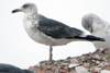 juvenile LBBG, ringed in the Netherlands.