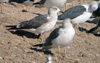 juvenile LBBG, ringed in the Netherlands.