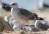 2cy intermedius in October, ringed in Norway. (97235 bytes)