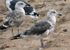 2cy intermedius in October, ringed in Norway. (97235 bytes)