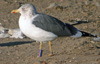 juvenile LBBG, ringed in the Netherlands. 